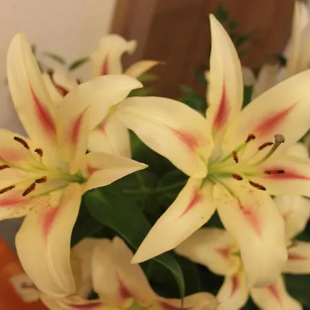 Birkenheim Widmann酒店 4* 朗根费尔德