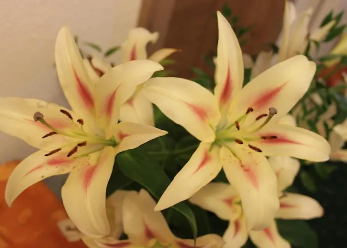 Birkenheim Widmann酒店 4* 朗根费尔德